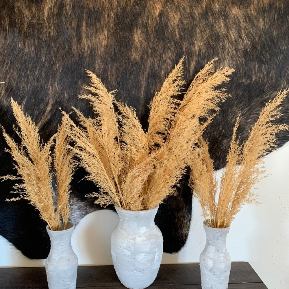 Pompas Grass